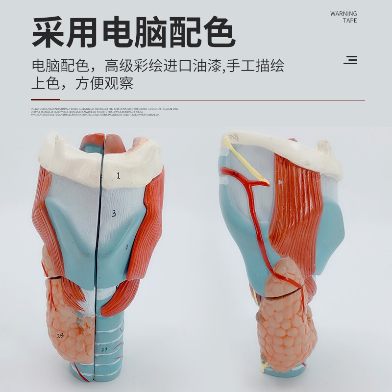 咽喉健康科普与教学利器 探索2倍放大咽喉解剖模型（B款五部件）